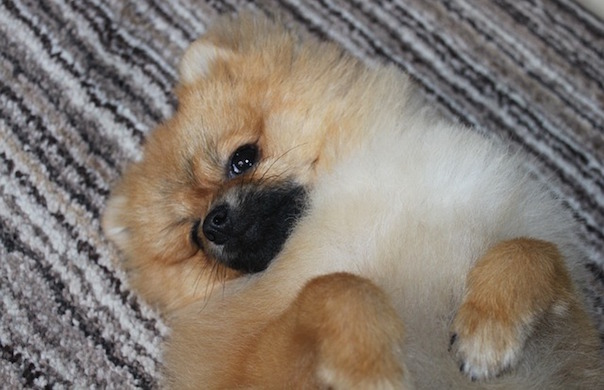 spitz-miniature-1605648_640.jpg