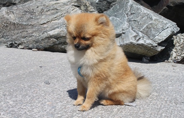 spitz-miniature-1605654_640.jpg