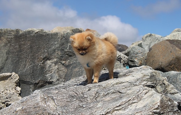 spitz-miniature-1605665_640.jpg