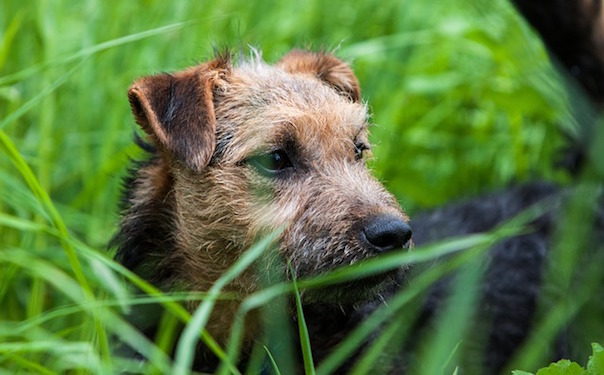 terrier-908696_640.jpg