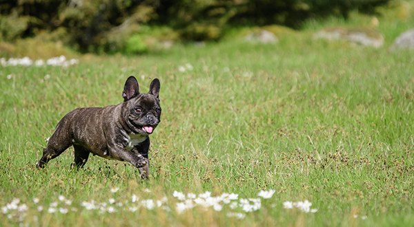 the-french-bulldog-3947712_1920.jpg