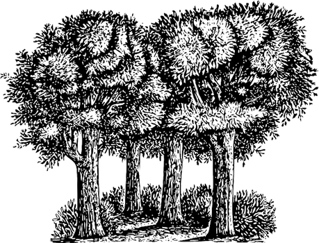 tree-146952_640.png