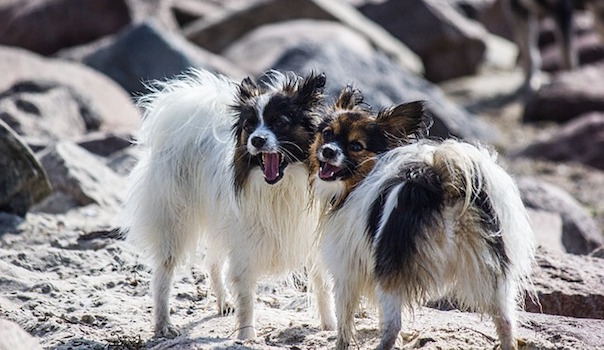 two-dogs-1907482_640.jpg