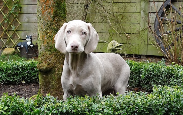weimaraner-1731782_640.jpg