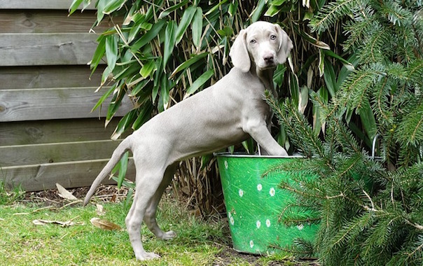 weimaraner-1731784_640.jpg