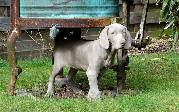 weimaraner-1731788_640.jpg