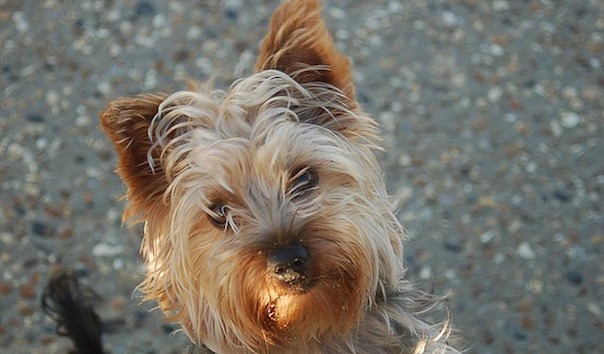 yorkshire-terrier-1024996_640.jpg