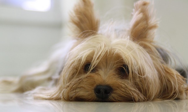 yorkshire-terrier-171701_640.jpg