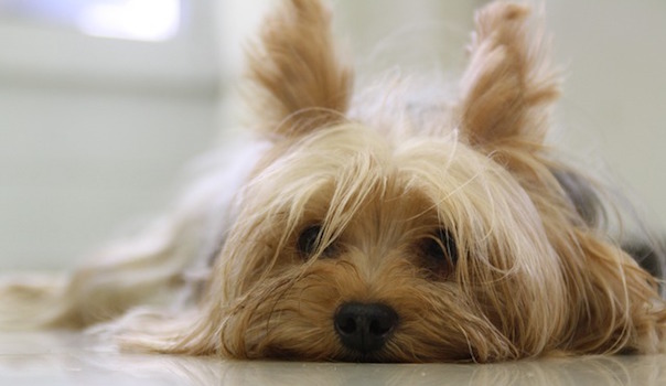 yorkshire-terrier-171701_640_1.jpg
