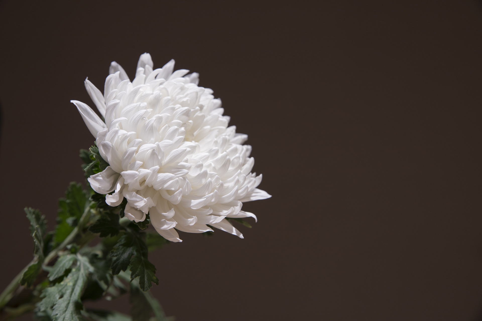 chrysanthemum-g2f7cac74a_1920.jpg