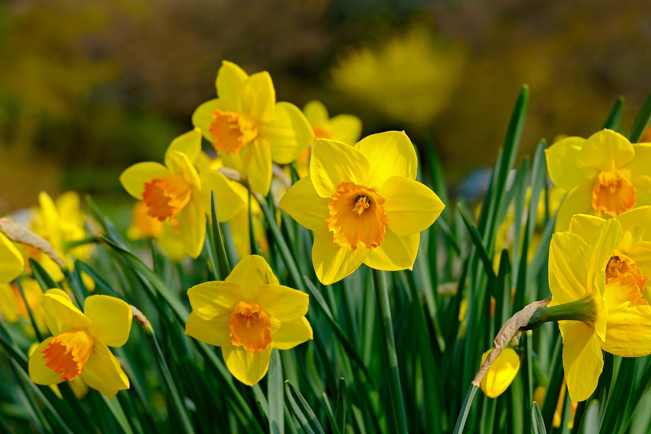 daffodil-4197646_1280.jpg