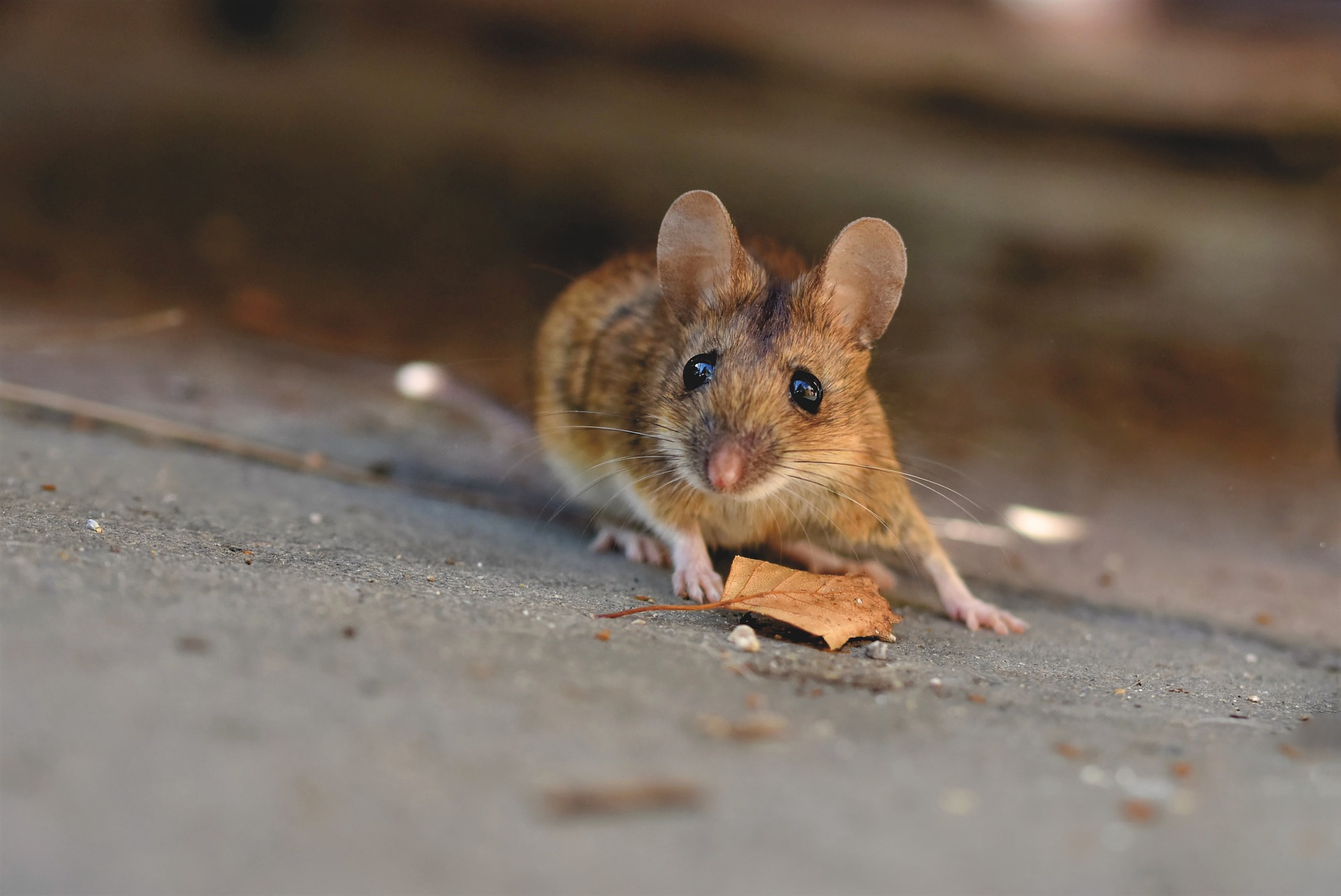 house-mouse-5043031_1920.jpg