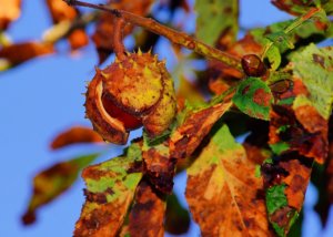 chestnut_1711393_1920_300x214.jpg