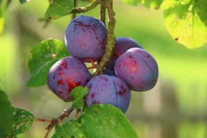 plums_276075_1920_300x200.jpg