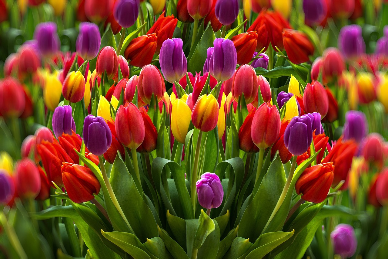 tulips-4564795_1280.jpg