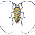 Élethű festmények bogarakról és egyéb rovarokról