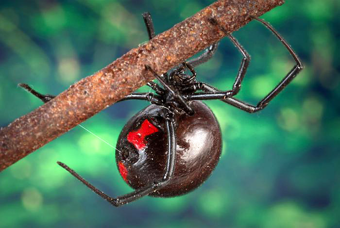 87-black_widow_closeup.jpg