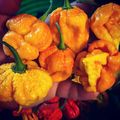 Sárga trinidad moruga scorpion és yellow reaper. Alig fért el a tenyeremben. :) #reaper #moruga #scorpion #chili #yellow  #pepper #nice #csodás #nyulituzes  #nyúlközség  #hungary