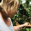 A sárgabarack szedés is elkezdődött. Minden egyszerre, naná. :D 
Apricot picking has also started. Everything at once. :D

#sárgabarack #apricot#magyargazda #fruit#kistermelő #kisalföld #nyúlközség #nyulituzes