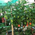 Nagyon tetszik. :) Szuper. :) #chili  #plants  #pepper  #hot #ultrahot #red #scorpion #reaper #moruga #sauce #hungary #kisalföld #nyúlközség  #nyulituzes