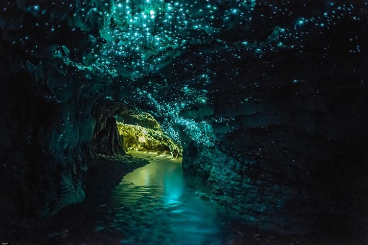 waitomo-glowworm-caves.jpg