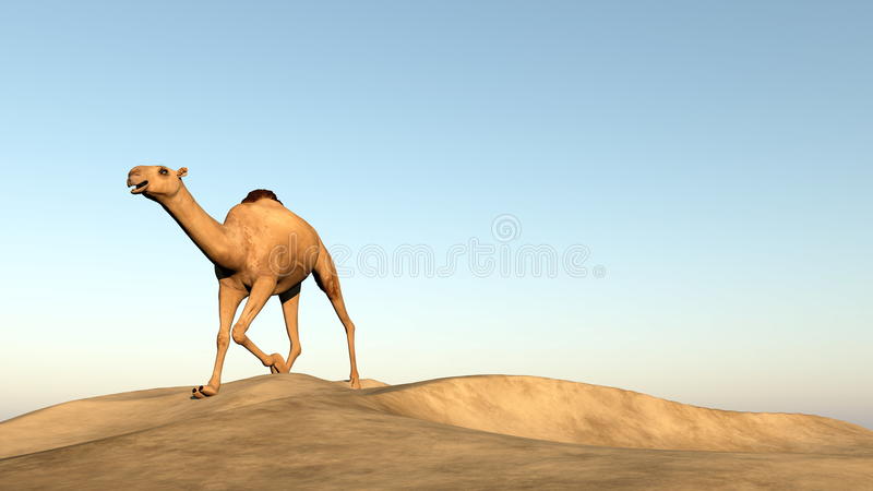 camel.jpg