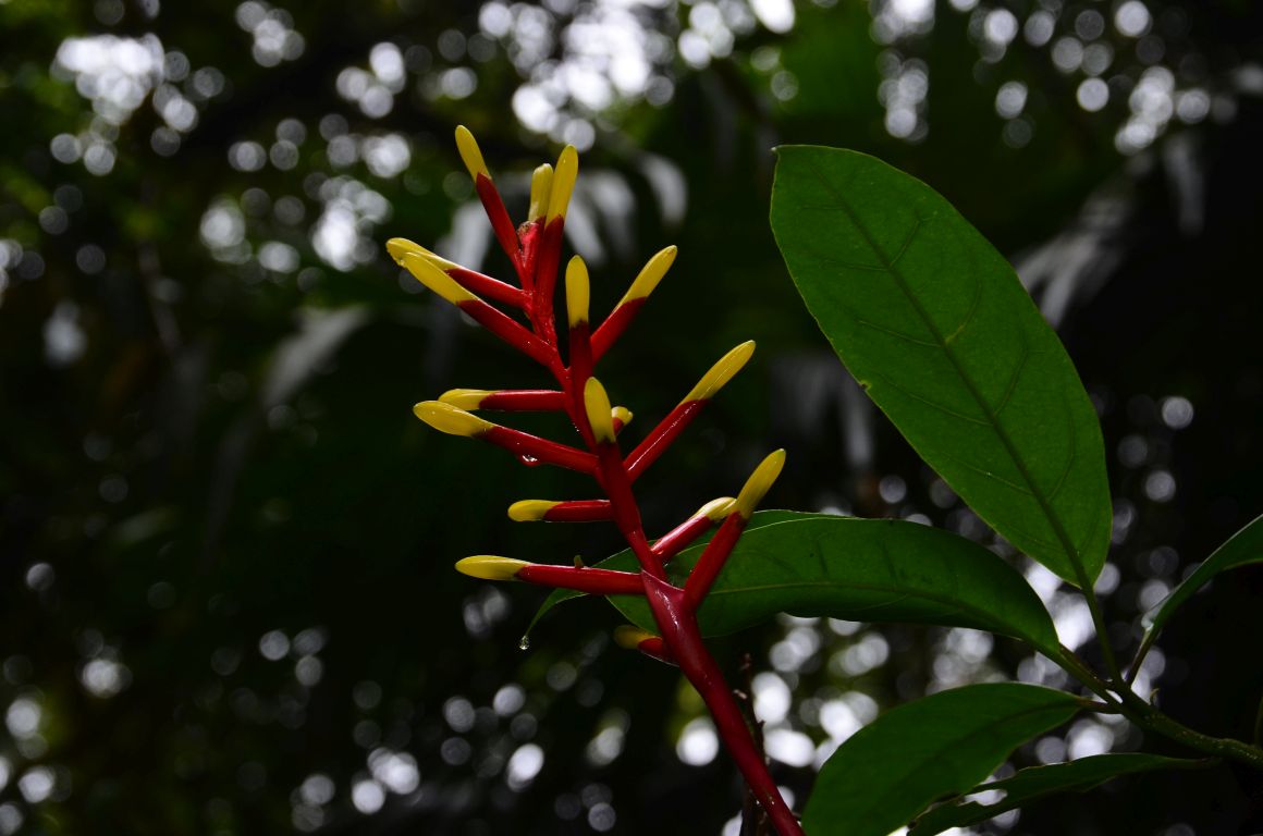 megin bromelia