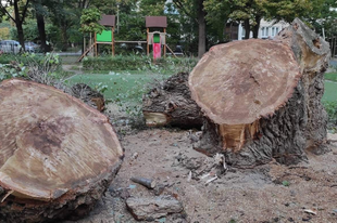 Kivágták a békásmegyeri óvoda hatalmas fáját - fotók