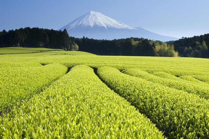 Green-Tea-Fields.jpg