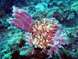 koralljo.jpg