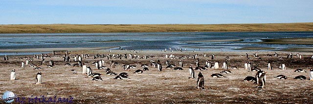47_Falkland-FodorL.jpg