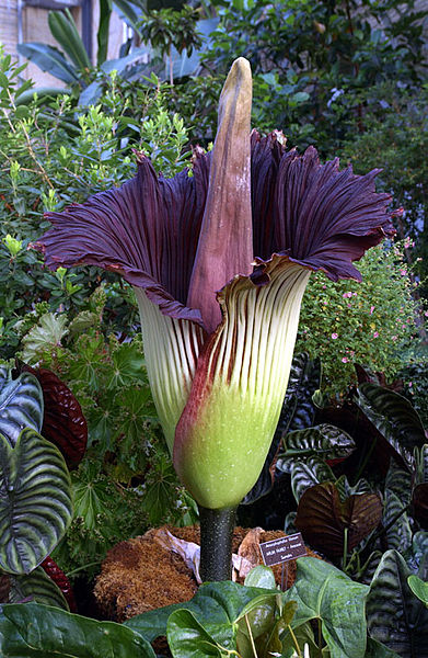 Amorphophallus-titanum1.jpg