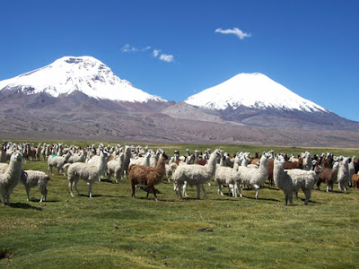 PUTRE-PARQUE-NACIONAL-+LAUCA-LAGO-CHUNGARA-+PUTRE.jpg