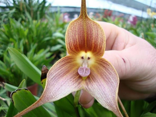 The-Rare-Monkey-Orchid-Dracula-Simia.jpg