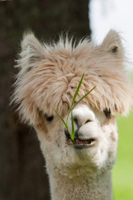 alpaca_kopf_panthermedia_02746364.jpg