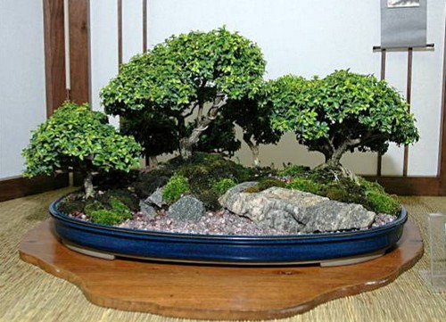 bonsai4.jpg