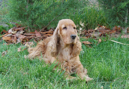 cocker-spaniel-angol-cocker-spaniel.jpg