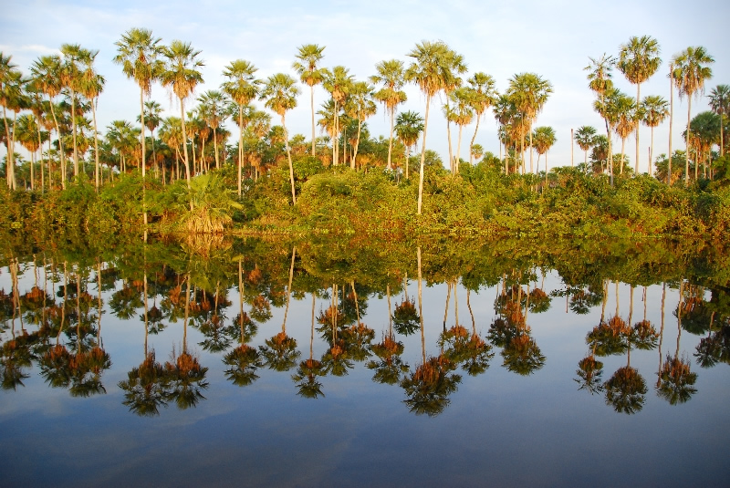 copernicia-alba-palm-savannah-emily-horton.jpg