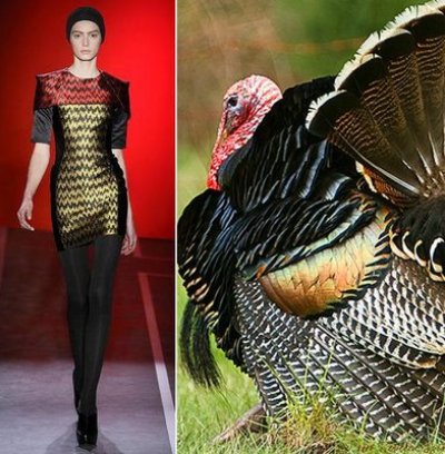 fashion-vs-birds-2.jpg