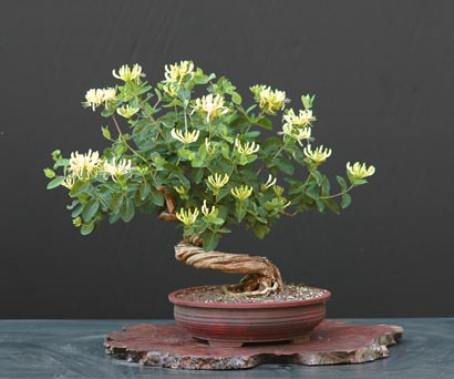 lonicera_periclymenum.jpg