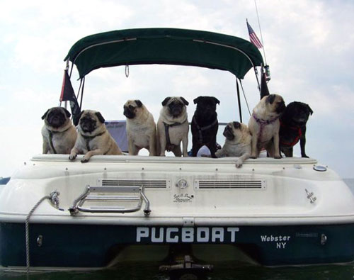 pug-boat.jpg