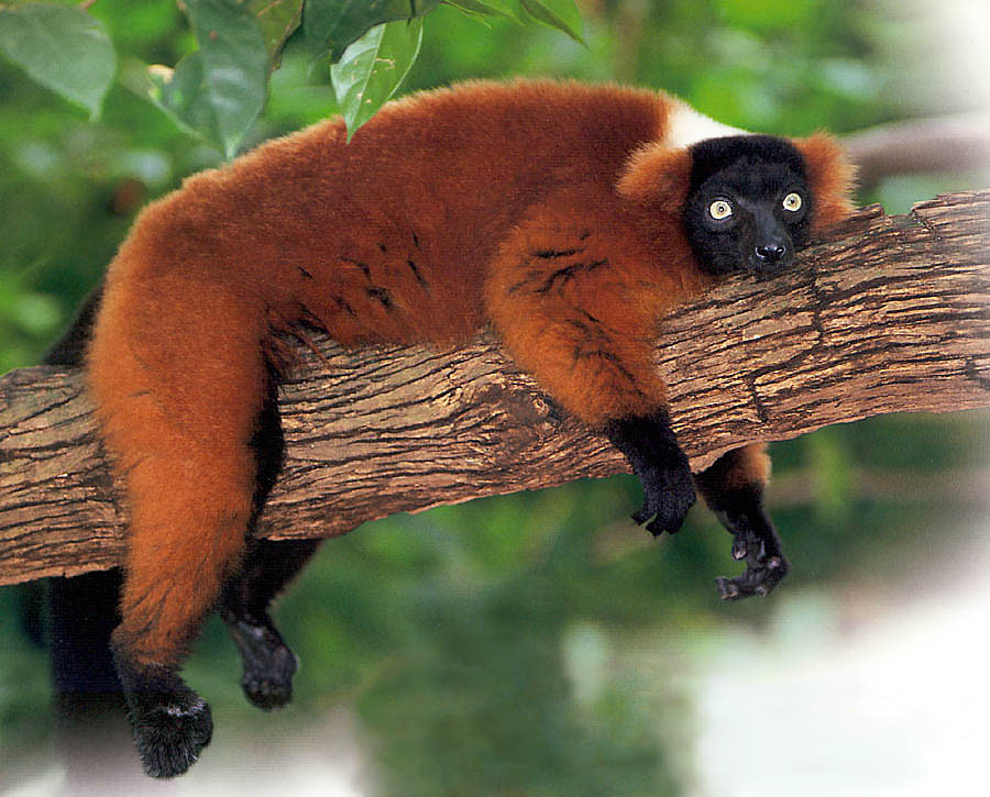 red-ruffed-lemur.jpg