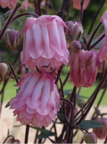 slide0043_image008.gif