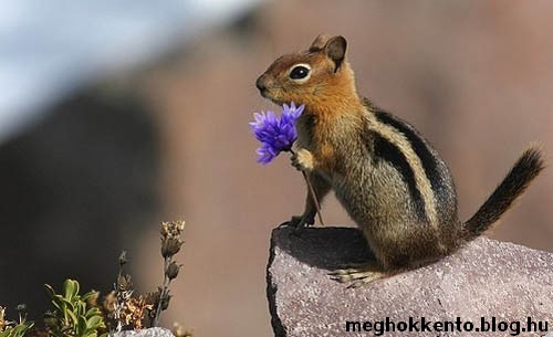 squirrel-flower(1).jpg