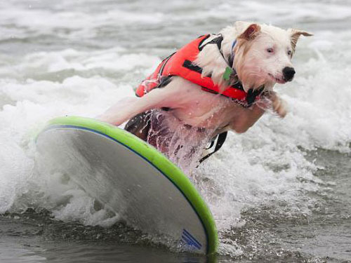 surfer-dog-01.jpg