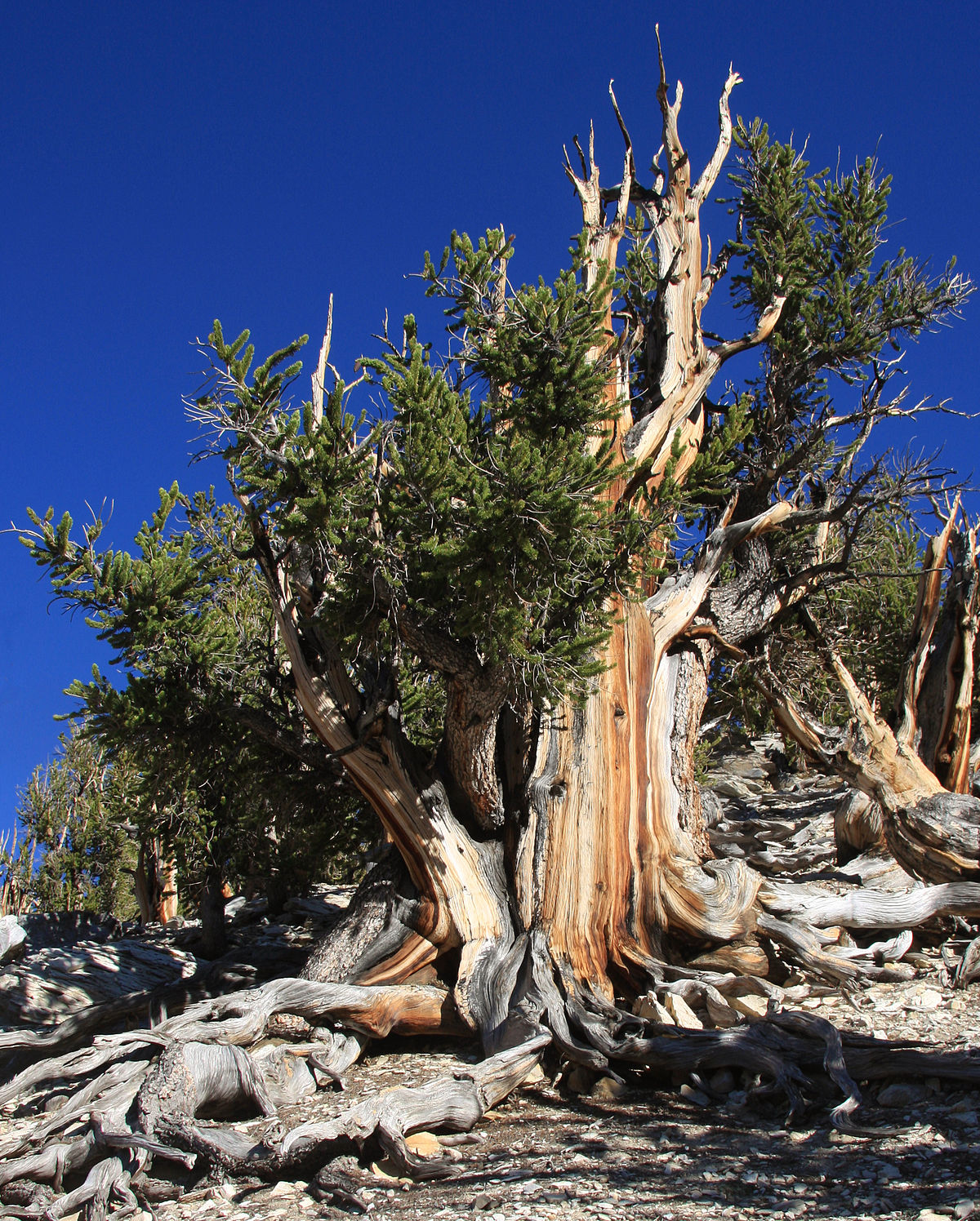 1200px-big_bristlecone_pine_pinus_longaeva.jpg