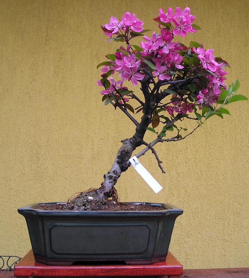 911_malus_disz_alma_bonsai_l.jpg