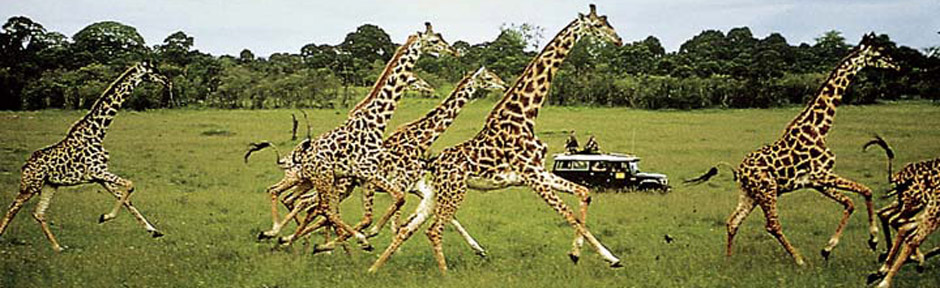 Amboseli.jpg