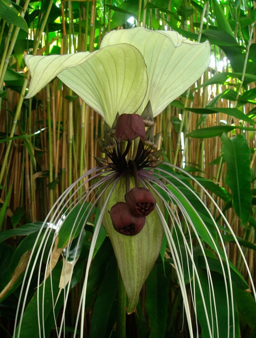 Bat-flower-front-Jan-2011-8001.jpg