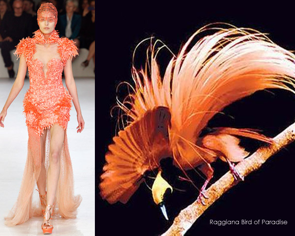 Fashion-Blog-Raggiana-Bird-of-Paradise.jpg